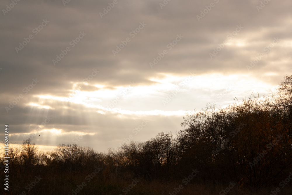 Fototapeta premium golden wheat in the countryside. the harvest is a field of the grain.