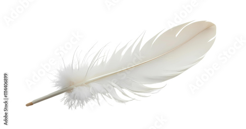 Bird feather