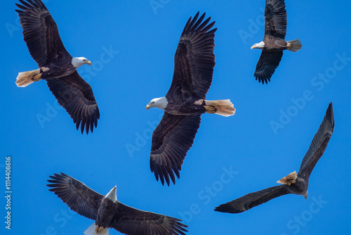 Composite of the Same Baid Eagle Flying Overhead photo