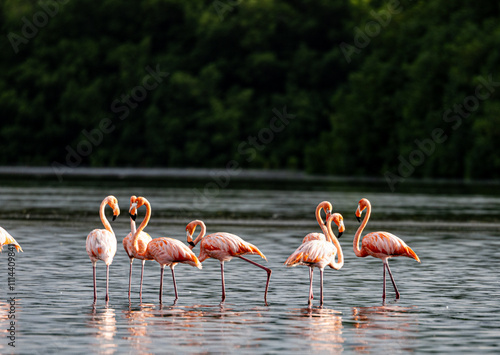 Flamingoes standing in the water  photo