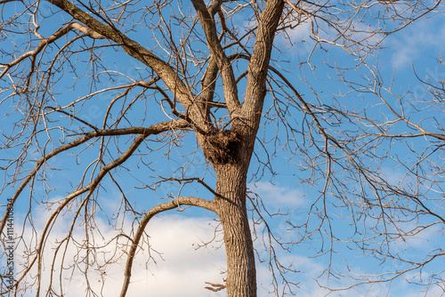Large Empty Bird Or Squirrel Nest In Bare Trees in Fall In De Pere, Wisconsin
