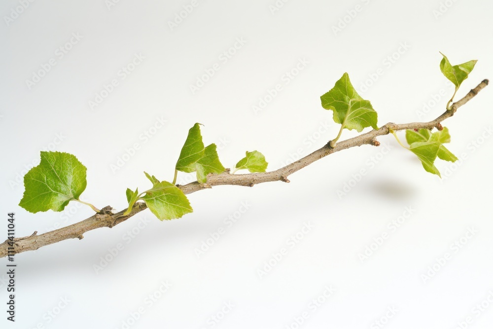 A natural image of a tree branch with lush green leaves, suitable for various uses such as nature photography or illustration A natural image of a tree branch with lush green leaves, suitable for various uses such as nature photography or illustration