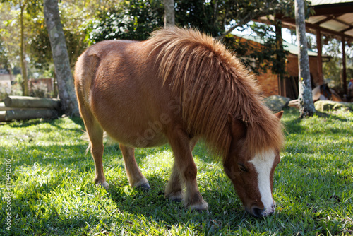 little pony in a meadow photo