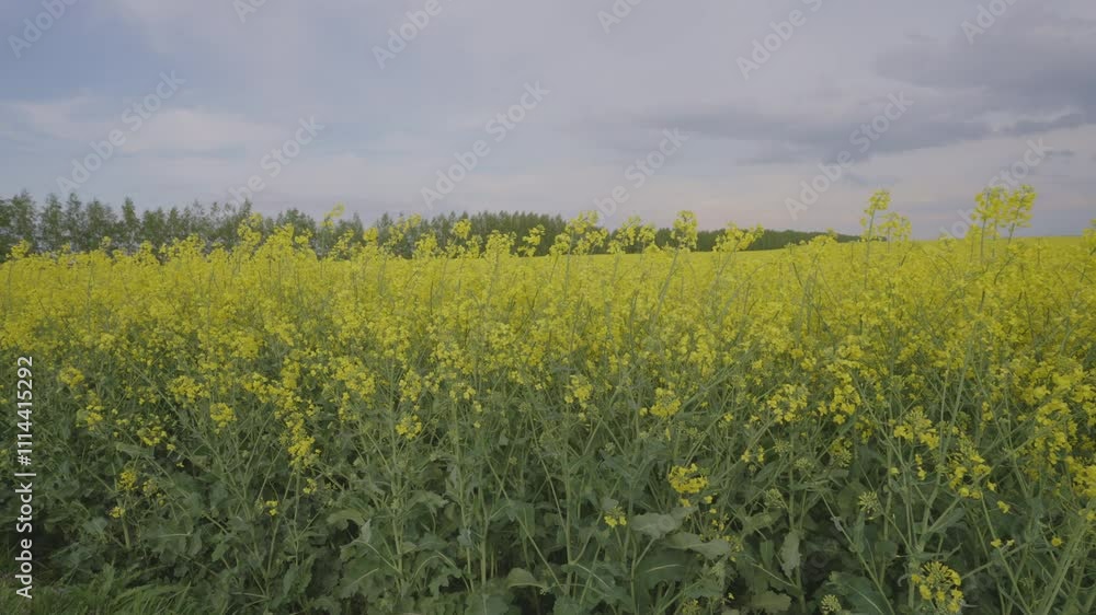 Vibrant canola field sways gently in the wind beneath a cloudy sky, creating a tranquil and picturesque rural scene Vibrant canola field sways gently in the wind beneath a cloudy sky, creating a tranquil and picturesque rural scene