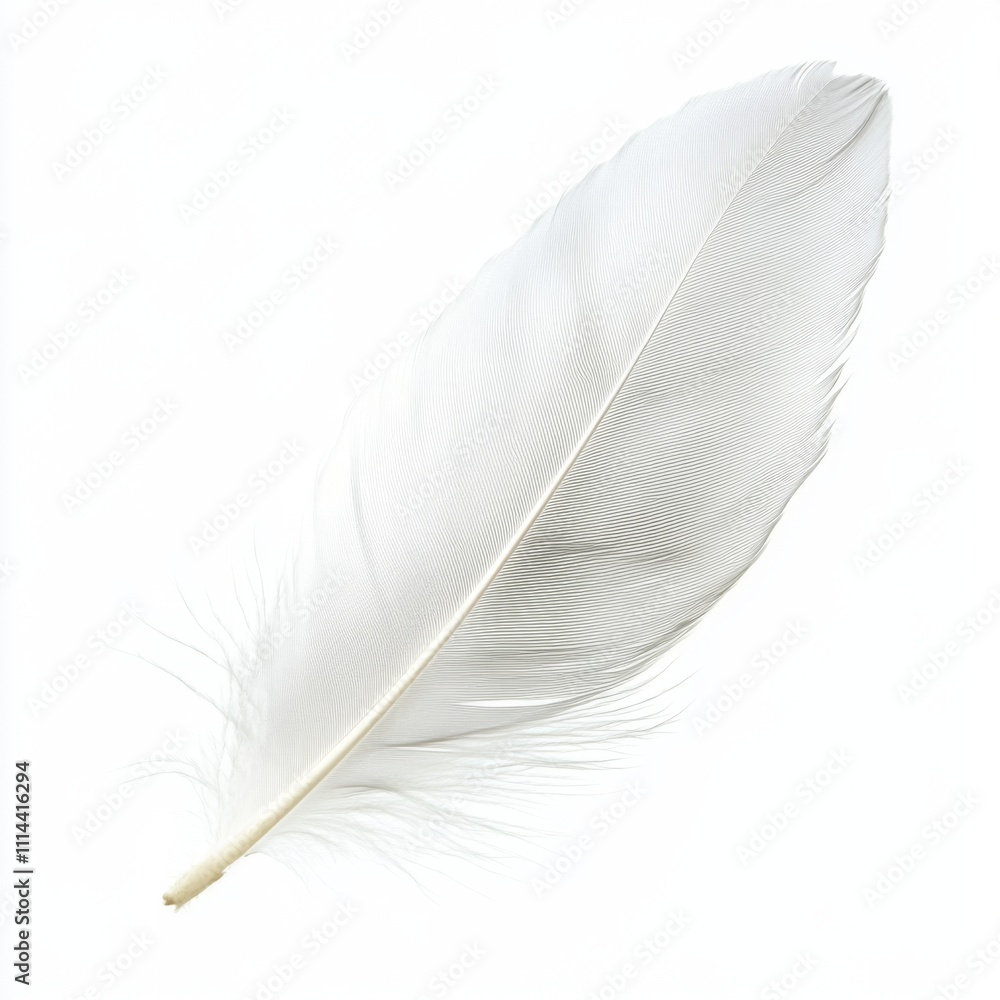 Fototapeta premium White Feather Isolated on a White or Transparent Background, Simple Style