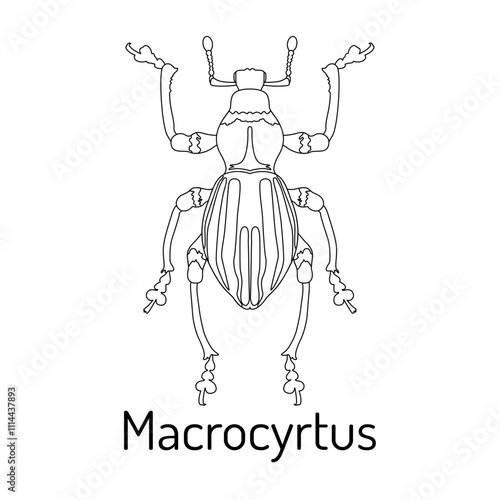 Detailed line art of Macrocyrtus beetle, a rare and exotic insect species. Ideal for educational purposes, scientific materials, entomology studies, and insect-themed designs.