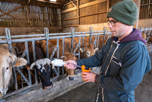 Campagne de vaccination contre la FCO (fièvre catarrhale bovine). Eleveur en train de vacciner un troupeau de vaches parthenaises. Remplissage du pistolet de vaccination avec le vaccin de la marque Bl photo