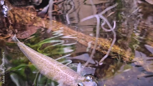 A four eyed fish head swimming with view from above the surface photo