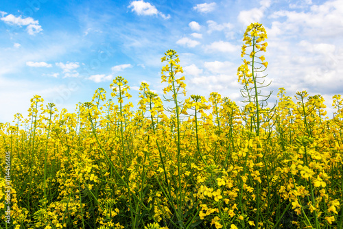 Rapeseed, Brassica napus, plants under sunny May sky with clouds in the Southern Bulgaria, Haskovo region
 photo