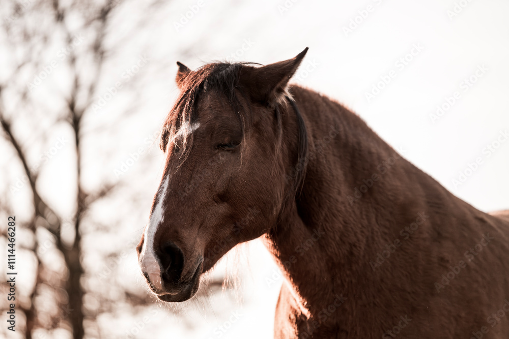Fototapeta premium two horses playing in beautiful morning winter sun in paddock paradise equine habitat system