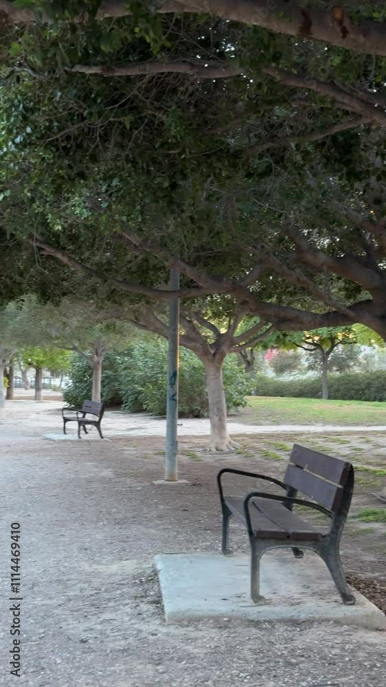 Park in San Juan, Alicante, Spain with trees and a bench at sunset in November. Vertical video Park in San Juan, Alicante, Spain with trees and a bench at sunset in November. Vertical video