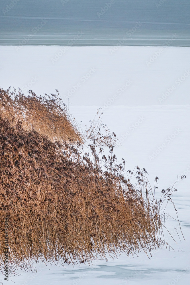 Fototapeta premium reed grass is covered with snow in winter