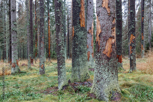 Trees damaged by bark beetle. A dying fir forest. photo