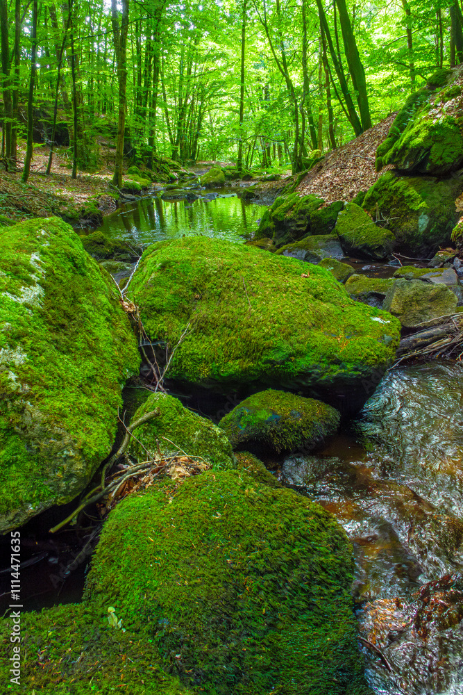 Fototapeta premium Small stream, waterfall and undergrowth of the Tarn in the Commune of Lamontélarié in France