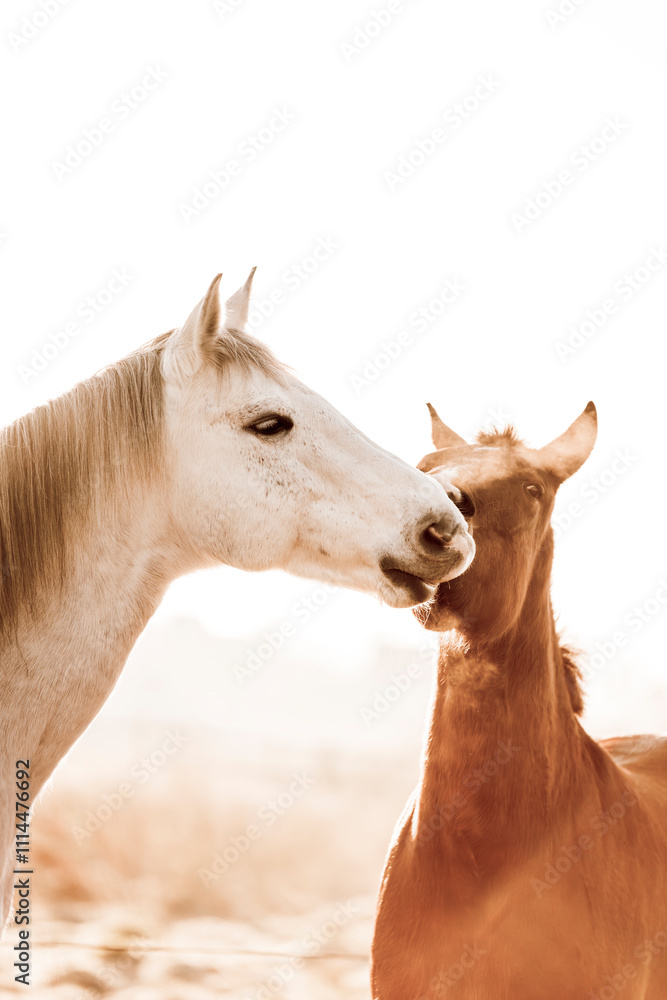Fototapeta premium two horses playing play having fun happy 