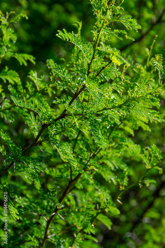 Closeup detail shot green leaves at outdoors environment, los cerrillos, uruguay photo