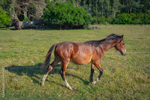 Brown horse running at meadow environment, los cerrillos, uruguay photo