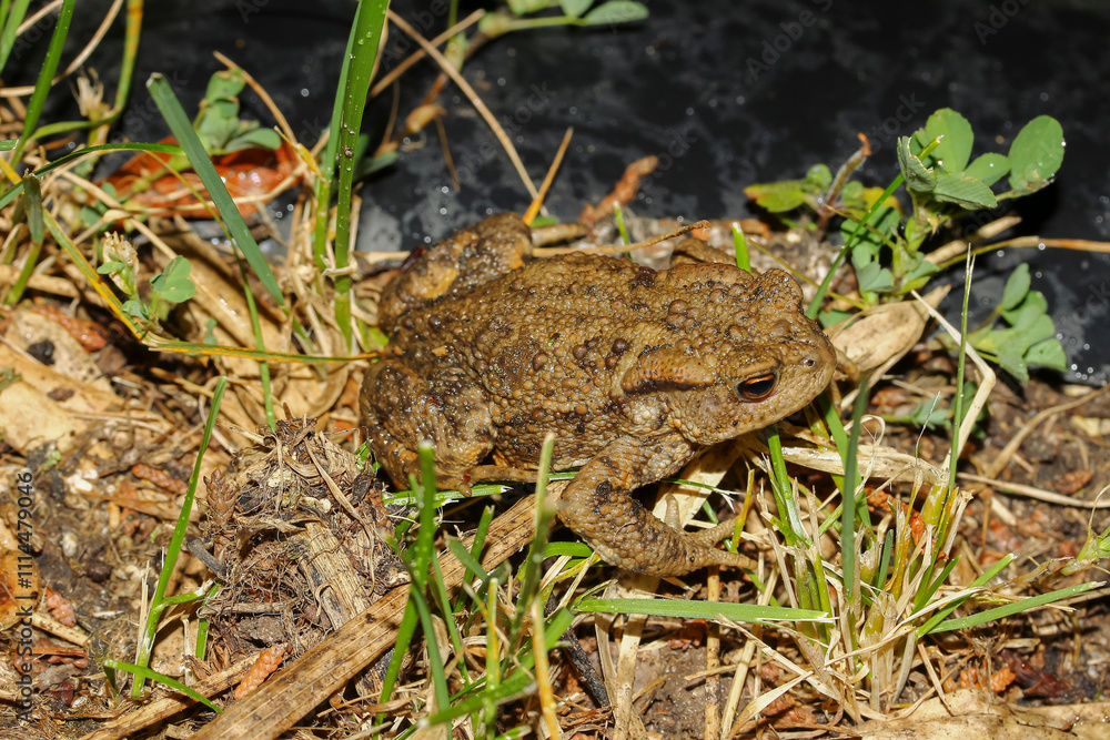 Obraz premium Erdkröte bei Dunkelheit am Teich, Bufo bufo
