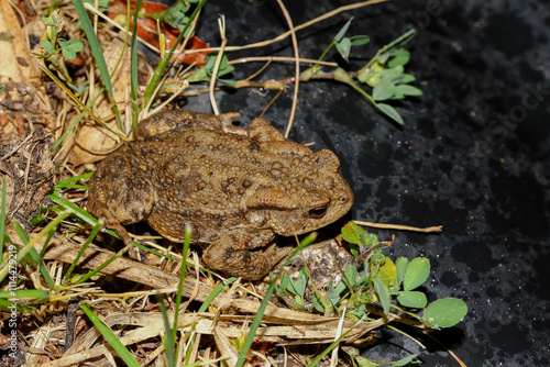 Erdkröte bei Dunkelheit am Teich, Bufo bufo photo