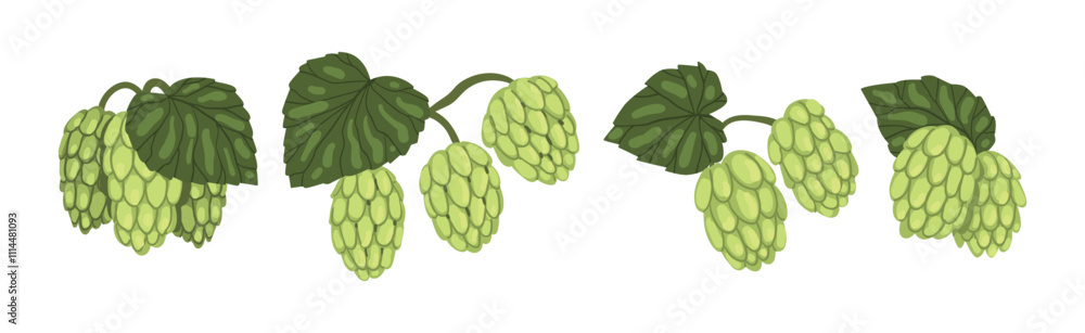 Fototapeta premium Hop Green Plant with Leaf and Stem Vector Set