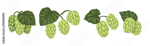 Hop Green Plant with Leaf and Stem Vector Set