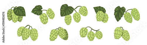 Hop Green Plant with Leaf and Stem Vector Set