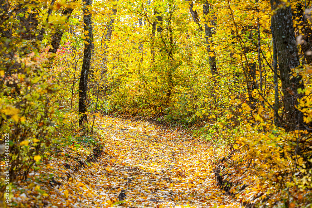 Obraz premium Autumn forest path. Orange color tree, red brown maple leaves in fall city park. Nature scene in sunset fog Wood in scenic scenery Bright light sun Sunrise of a sunny day, morning sunlight view.