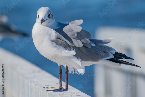 Wallpaper Mural A seagull standing on the railing of a wooden dock in a breeze on a bright sunny day. Torontodigital.ca