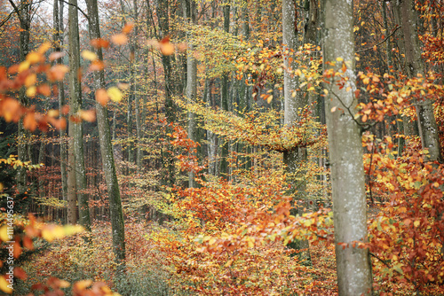 Im Herbstwald