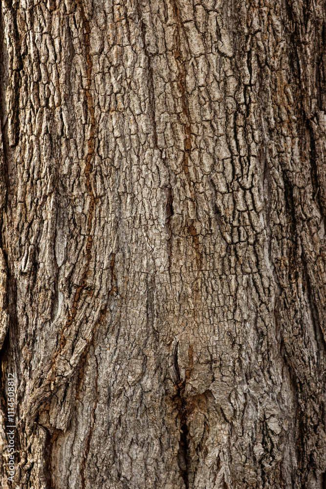 Fototapeta premium Close up tree bark texture as a wooden background.