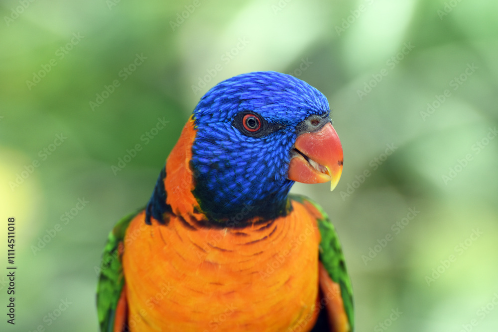 Obraz premium the red-collared lorikeet (Trichoglossus rubritorquis) is a species of parrot found in wooded habitats in northern Australia