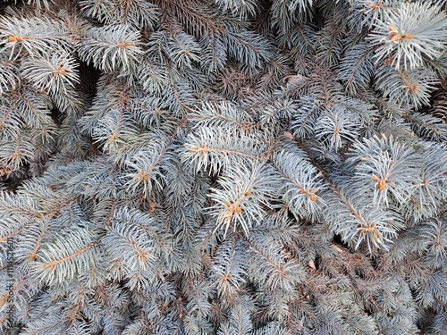 branches of a fir tree photo