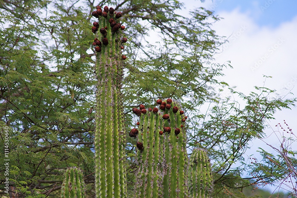 Fototapeta premium Saguaro Cactus, Cactus Sanctuary, La Paz, Baja California Sur, Mexico