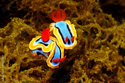 Pair of colorful tropical nudibranch (chromodoris annae) in night sea. Marine animals (molluscs), underwater macro photography from scuba diving. Aquatic wildlife, photo from night diving. photo