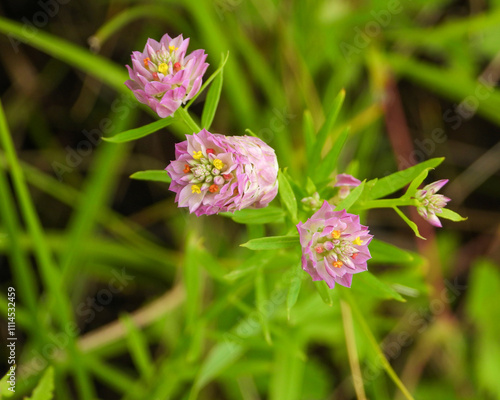 Polygala sanguinea | Field Milkwort | Native North American Prairie Wildflower  photo