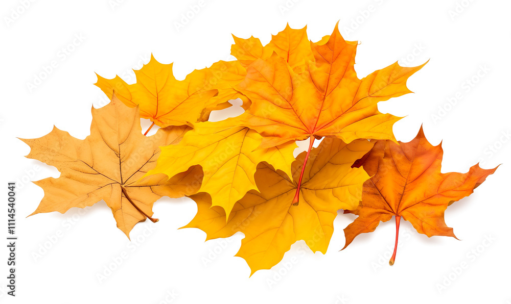 Fototapeta premium Collection set of yellow orange red autumn maple leaf leaves single group pile on a transparent background