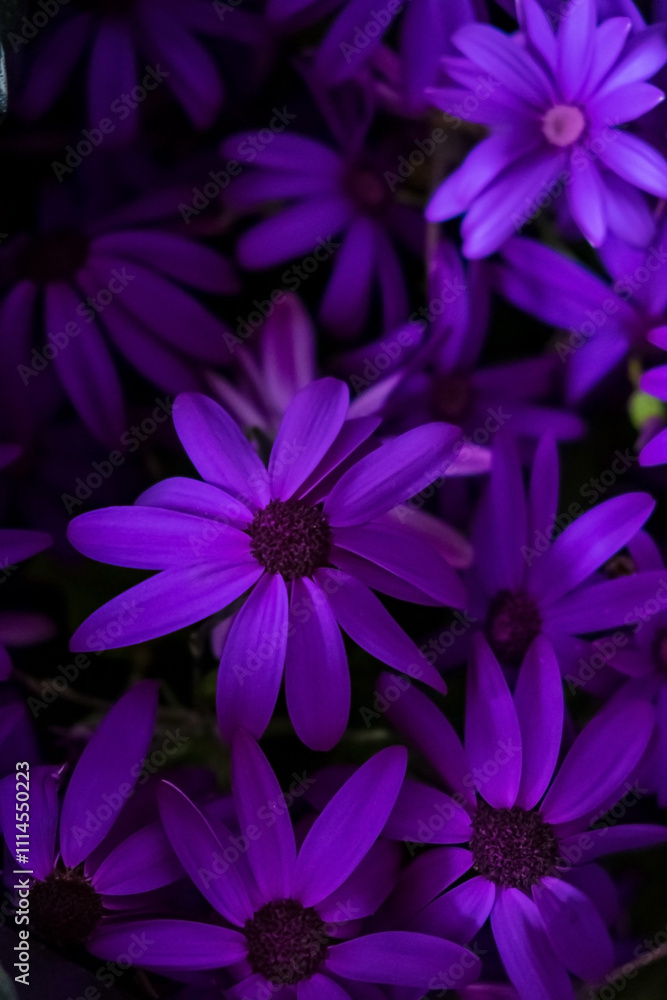 Obraz premium violet flowers on dark background