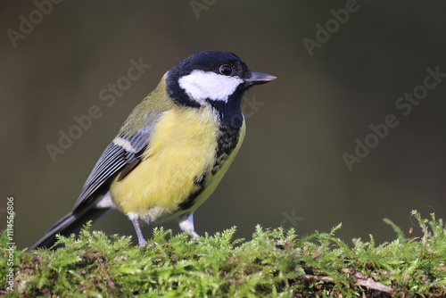 Great tit on a branch