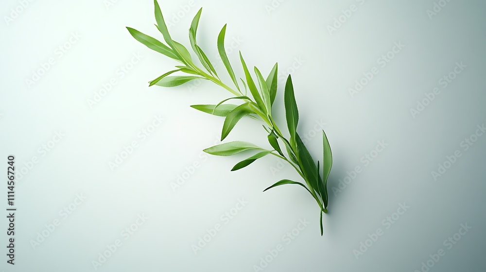 Fototapeta premium A delicate green branch with leaves against a soft background, emphasizing nature's beauty.