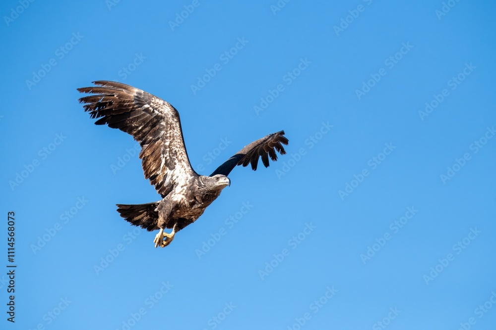 Fototapeta premium Bald eagle subadult full wingspread photo from directly underneath in San Jacinto wildlife area, Riverside, CA