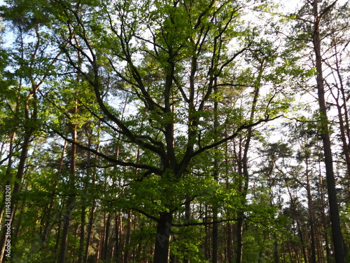Fototapeta Naklejka Na Ścianę i Meble -  zielony leśny krajobraz