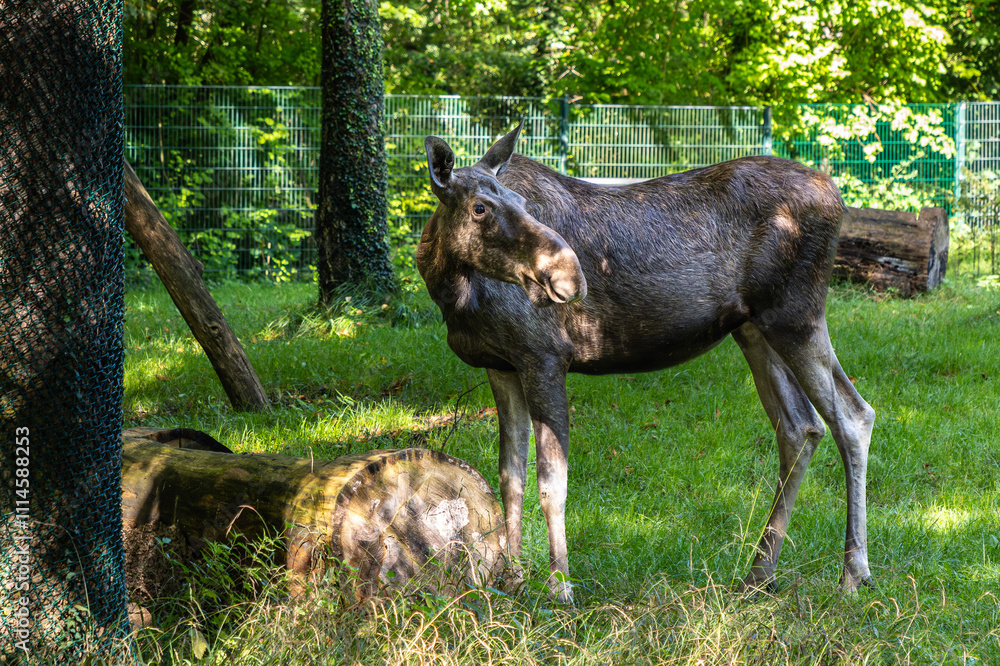 European Moose, Alces alces, also known as the elk European Moose, Alces alces, also known as the elk