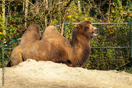 Bactrian camel, Camelus bactrianus in a german park photo