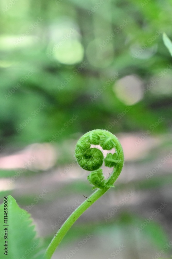 close up of a light green fern leaf unfurling close up of a light green fern leaf unfurling