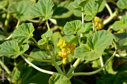 Yellow devils claw flowers and leaves photo