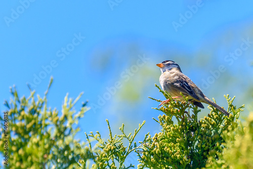 Yellow-rumped Flycatche seatting on the tree photo