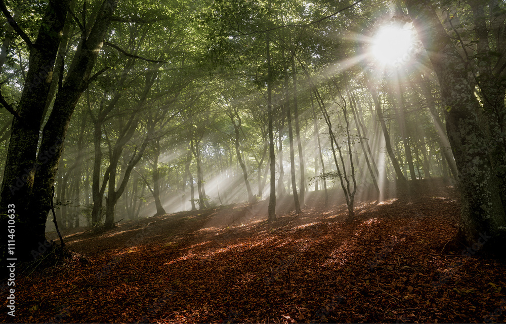 Obraz premium sun rays through the forest
