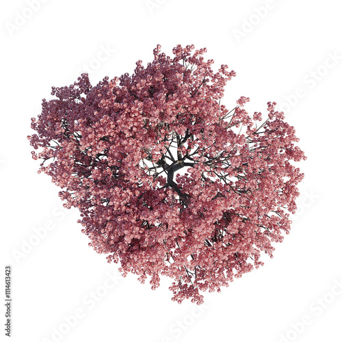 Japanese cherry - Top view, transparent background, png, 3d rendering