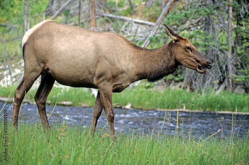 Cerf du Canada, Wapiti, Cervus canadensis, Parc national du Yelowstone, USA photo