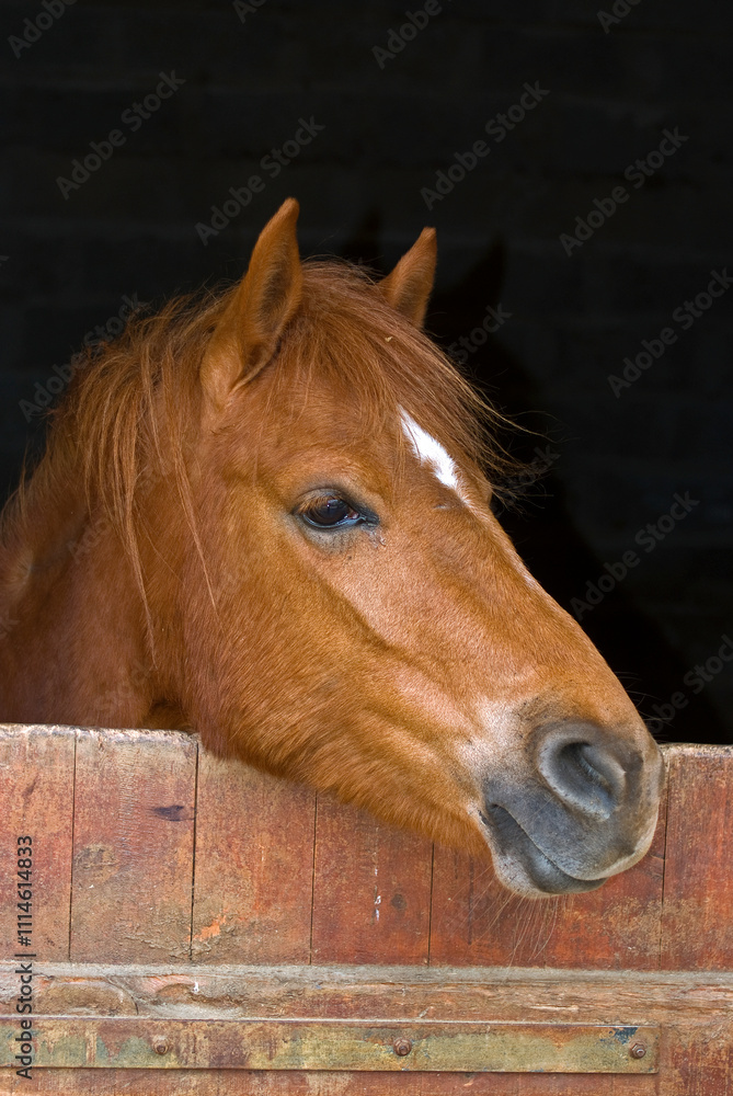 Obraz premium Cheval, box